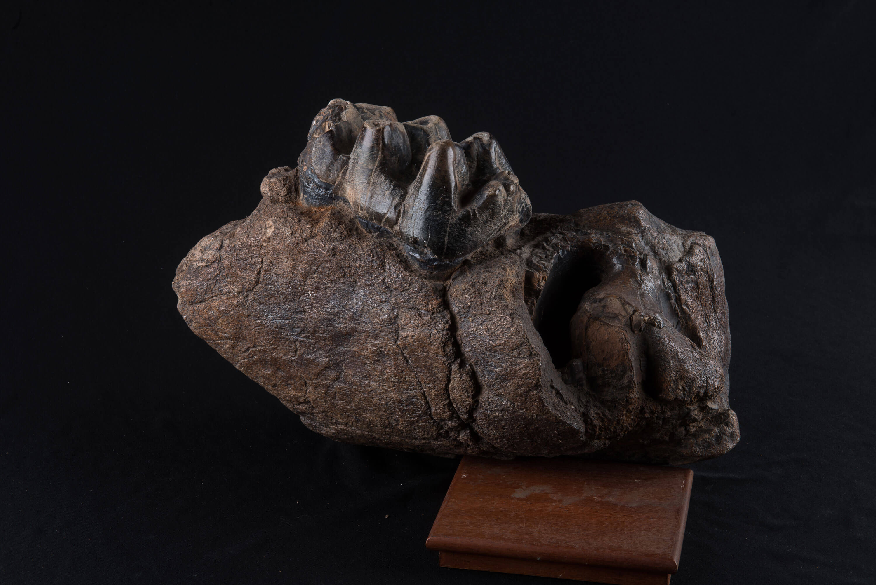 Dente de mastodonte, mamï¿½fero do Pleistoceno semelhante a um elefante